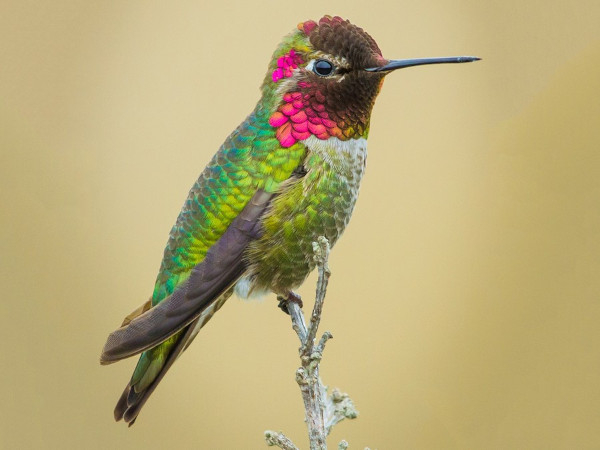Colibri d'Anna (Calypte anna), une espèce d'Amérique du Nord © Kyle Blaney / eBird
